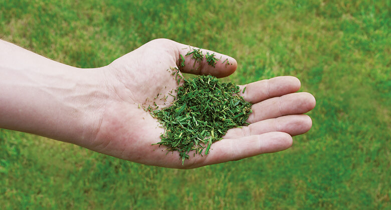 lawn grass is held in the hand